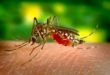 How to Prevent Zika Virus: 8 Safety Tips to Protection