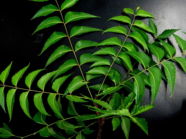 neem leaves for dandruff