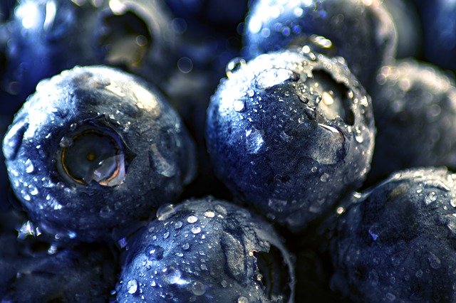 blueberry boosts immune system picture