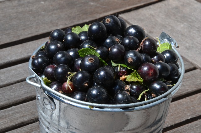 Blackcurrants contain vitamin C