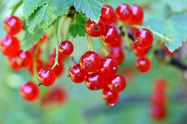 Red Currant contain Vitamin C