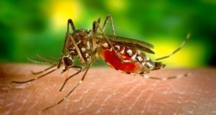 Aedes aegypti zika virus mosquito